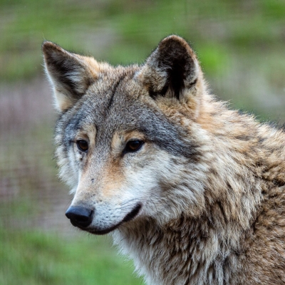 Wolf - De Zonnegloed - Dierenpark - Dieren opvangcentrum - Sanctuary